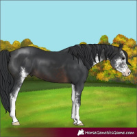 Horse Color:Brown Sabino