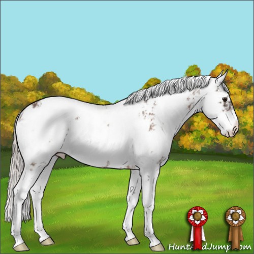Horse Color:Silver Bay Sabino 