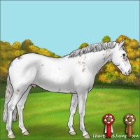 Horse Color:Silver Bay Sabino 