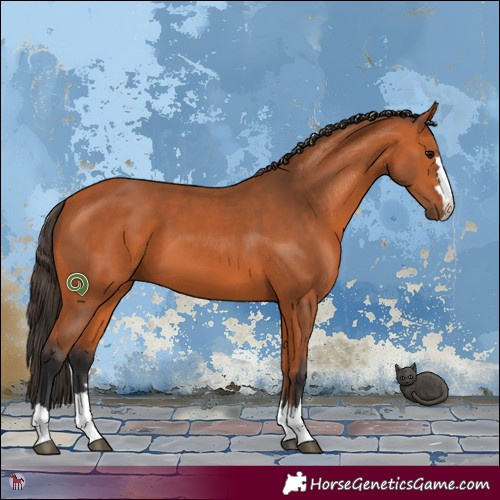Horse Color:Bay 
