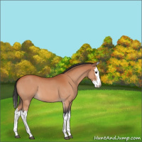 Horse Color:Bay Roan Splash Varnish 