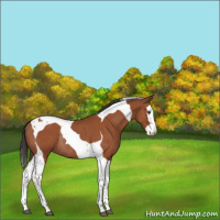 Horse Color:Bay Splash Tobiano Rabicano 