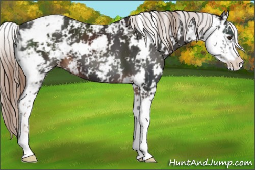 Horse Color:Liver Chestnut Sabino 