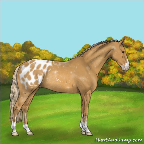 Horse Color:Palomino Sabino Blanket Rabicano
