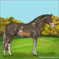 Horse Color:Chocolate Palomino Sabino 