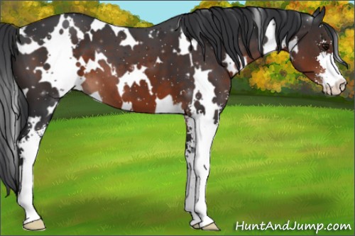 Horse Color:White Spotted Brown Sabino