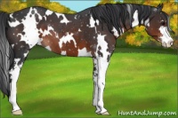 Horse Color:White Spotted Brown Sabino 