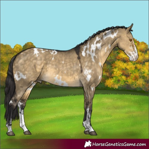 Horse Color:White Spotted Buckskin Dun Sabino 