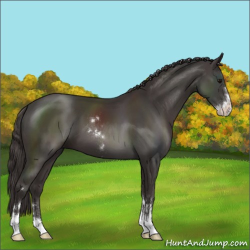 Horse Color:Smoky Black Sabino
