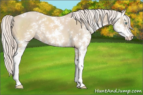 Horse Color:Cremello Sabino 