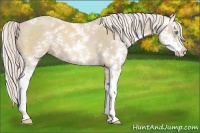 Horse Color:Cremello Sabino 