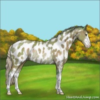 Horse Color:Watercolor Silver Black Sabino Appaloosa Rabicano 