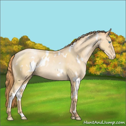 Horse Color:White Spotted Buckskin Pearl Appaloosa Rabicano
