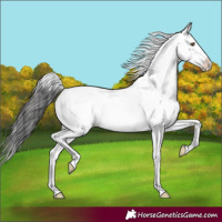 Horse Color:Buckskin Dun Sabino