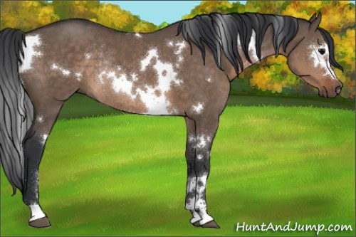 Horse Color:White Spotted Brown Dun Sabino Rabicano