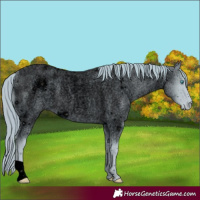 Horse Color:ERROR: UNKNOWN ANOMALY