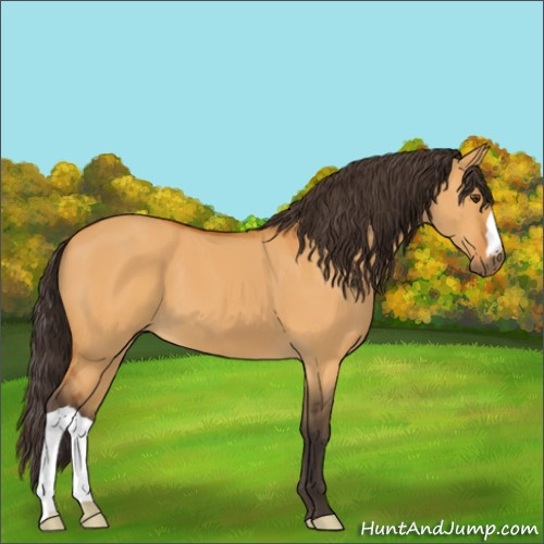 Horse Color:Buckskin Dun