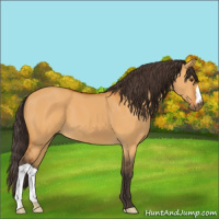 Horse Color:Buckskin Dun