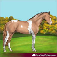 Horse Color:Gold Champagne Tobiano 