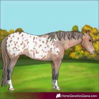 Horse Color:Bay Blanket