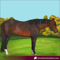 Horse Color:Bay Rabicano 