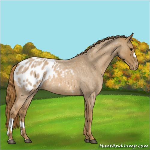 Horse Color:Red Roan Appaloosa