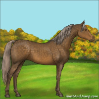 Horse Color:Chocolate Palomino 