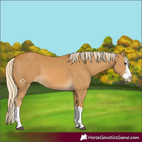 Horse Color:Palomino Splash