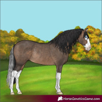 Horse Color:Brown Dun Splash Rabicano 
