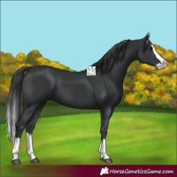 Horse Color:Black Splash 