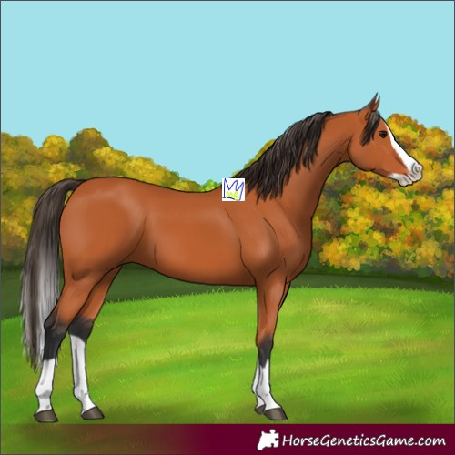 Horse Color:Bay Splash