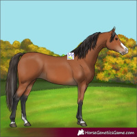 Horse Color:Bay Splash 