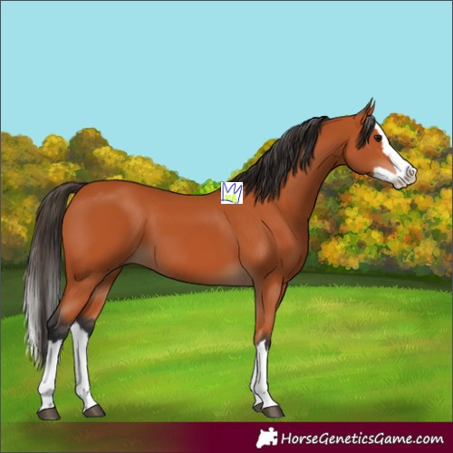 Horse Color:Bay Splash 