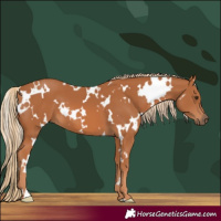 Horse Color:White Spotted Chestnut 
