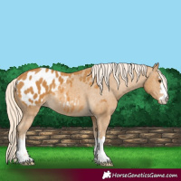 Horse Color:Palomino Appaloosa 