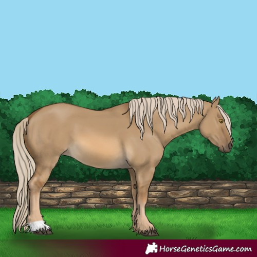 Horse Color:Chocolate Palomino Dun 