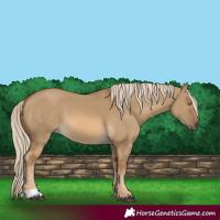 Horse Color:Chocolate Palomino Dun 