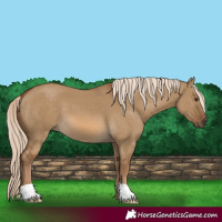 Horse Color:Chocolate Palomino Dun
