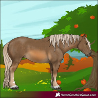 Horse Color:Chocolate Palomino 