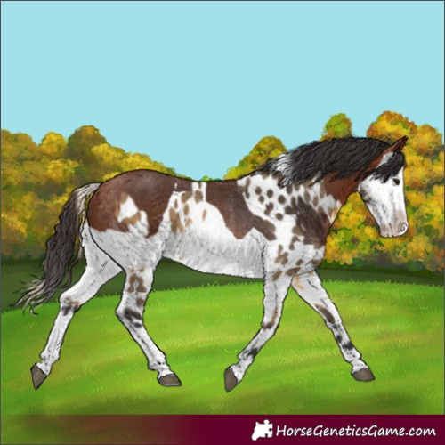 Horse Color:Buckskin Appaloosa Rabicano  and Bay Splash Rabicano 