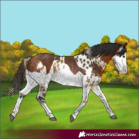 Horse Color:Buckskin Appaloosa Rabicano  and Bay Splash Rabicano 
