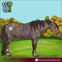Horse Color:White Spotted Liver Red Dun Splash and Liver Red Dun