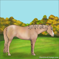 Horse Color:Gold Champagne Appaloosa 