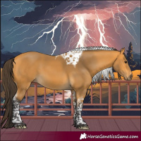 Horse Color:Buckskin Tobiano