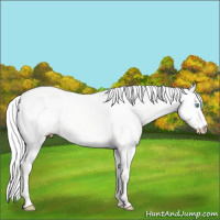 Horse Color:Silver Perlino Dun 