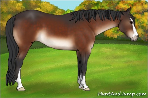 Horse Color:Bay Sabino 