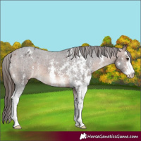 Horse Color:Bay Sabino Appaloosa