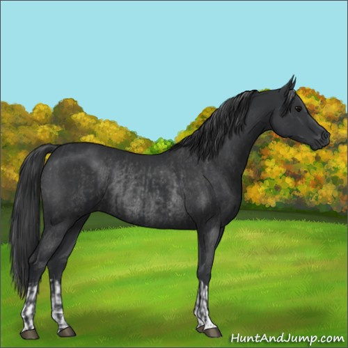Horse Color:Black  and Black Rabicano 