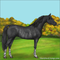 Horse Color:Black and Black Rabicano