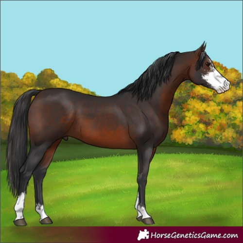 Horse Color:Brown Sabino